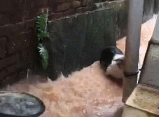带柯基遛弯遇上暴雨, 狗狗腿太短被卡住了, 狗狗: 我是谁我在哪?