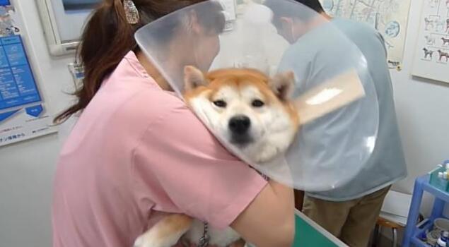 主人骗柴犬去打针,看到医生后态度就变了,狗:我要回家 主人骗柴犬去打针,看到医生后态度就变了,狗:我要回家