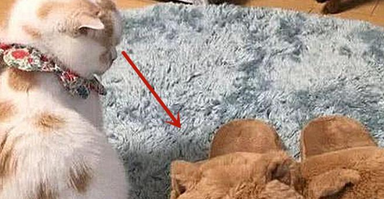 主人带回两只“猫”,家里原配却醋意大发:说好的只爱我一个呢?