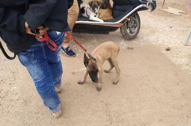 在狗市，一个男子500元的价格出售马犬幼犬，为什么无人购买呢？