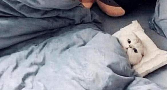 女孩让男友帮忙照顾猫咪,出差回来吃醋了:猫咪要抢我男友了 女孩让男友帮忙照顾猫咪,出差回来吃醋了:猫咪要抢我男友了