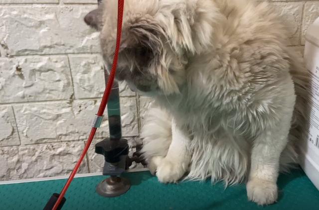 朋友的媳妇不喜欢猫咪，用铁链将布偶猫锁住：不爱也请别伤害