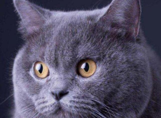 想要养一只蓝猫应该做什么？学会这几点之后，才可能饲养成功哦 