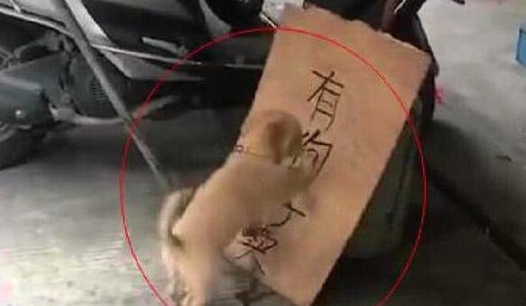 小奶狗知道主人在出售它们，然后就各种捣乱！
