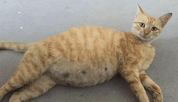 橘猫大着肚子，以为它是太胖，送回乡下后老妈发来照片：连妈也骗