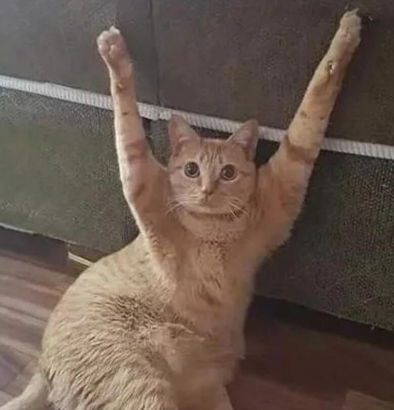 下班看见猫咪双手投降,还以为它犯啥错了,走近后铁憨憨无疑了 下班看见猫咪双手投降,还以为它犯啥错了,走近后铁憨憨无疑了