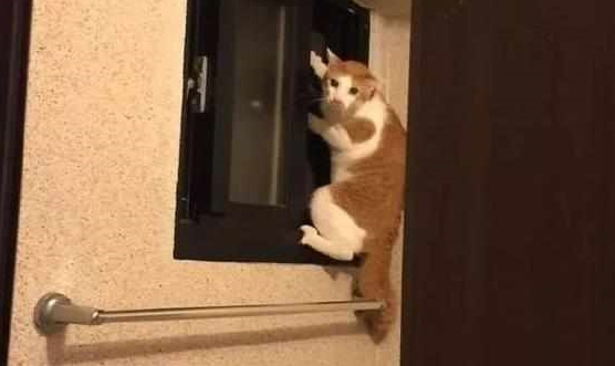 以为是只萌猫,结果一顿饭揭开它的真面目