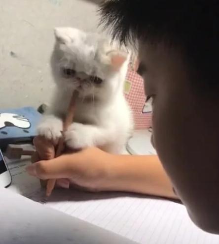 奇闻：小学生在家写作业，猫咪站在旁边陪着，接下来的动作笑喷了