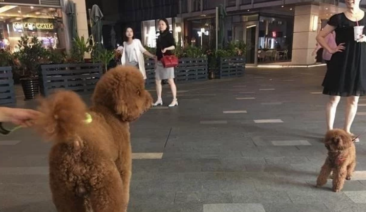 大泰迪出门散步被小泰迪认亲,狗确认过眼神,你是我爸爸 大泰迪出门散步被小泰迪认亲,狗确认过眼神,你是我爸爸