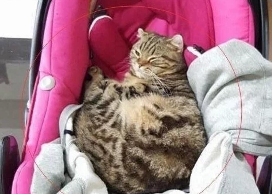 猫咪总是偷偷盯着婴儿,主人担心婴儿的安全,结果却让人笑喷 猫咪总是偷偷盯着婴儿,主人担心婴儿的安全,结果却让人笑喷