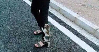小奶猫散步走不动，下一秒耍赖做出这举动，网友瞬间被萌翻 