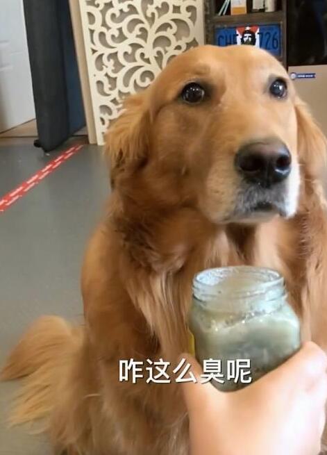 主人用臭豆腐测试哈士奇的智商,网友看了纷纷表示:这二哈真纯! 主人用臭豆腐测试哈士奇的智商,网友看了纷纷表示:这二哈真纯!