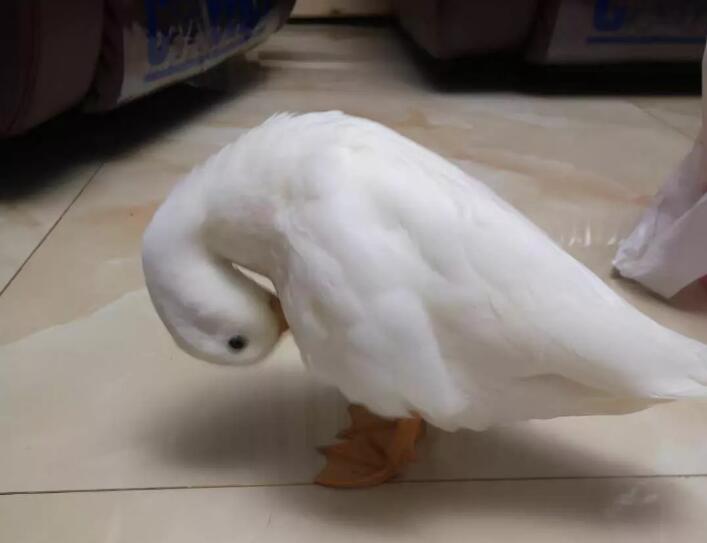 又一起柯尔鸭被吃事件，鸭子始终离不开餐桌！