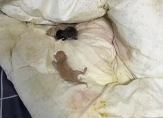 床单被猫咪弄脏了,主人正要发火,翻开一看却不忍心了