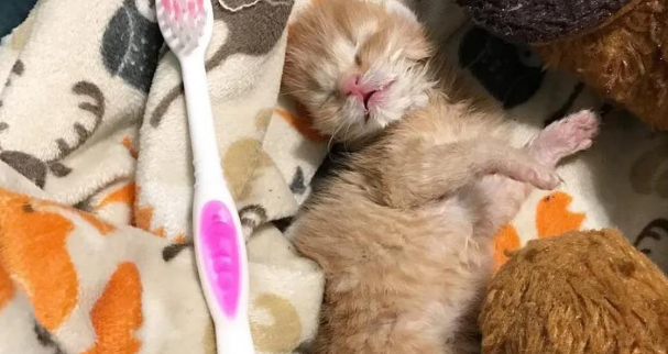 救助的小猫只有四天大,为了让小猫恢复健康,只好随身携带 救助的小猫只有四天大,为了让小猫恢复健康,只好随身携带