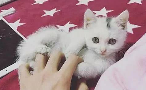 妈妈捡流浪猫回家,铲屎官一看:怎么长得跟自家主子一模一样 妈妈捡流浪猫回家,铲屎官一看:怎么长得跟自家主子一模一样