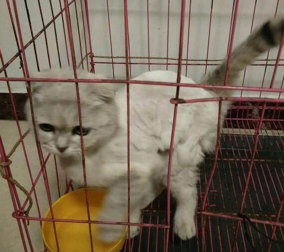 小区里捡到一只流浪猫,在第二天认出是折耳英短猫,女子美翻了! 小区里捡到一只流浪猫,在第二天认出是折耳英短猫,女子美翻了!