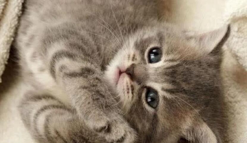 五千块买的猫咪，就爱咬人很心寒，能把它打服吗？