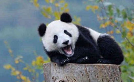 这只大熊猫厉害了，会模仿人类的动作，网友：此熊要火！