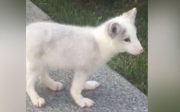 山西太原市的一名王姓女子花人民币1200元从宠物店买来一只银狐犬当宠物