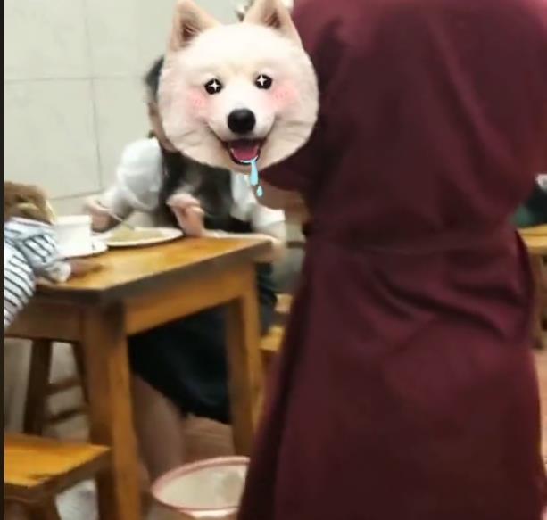 狗狗上餐桌与人同吃,饭店老板懵了,网友:再也不去了 狗狗上餐桌与人同吃,饭店老板懵了,网友:再也不去了