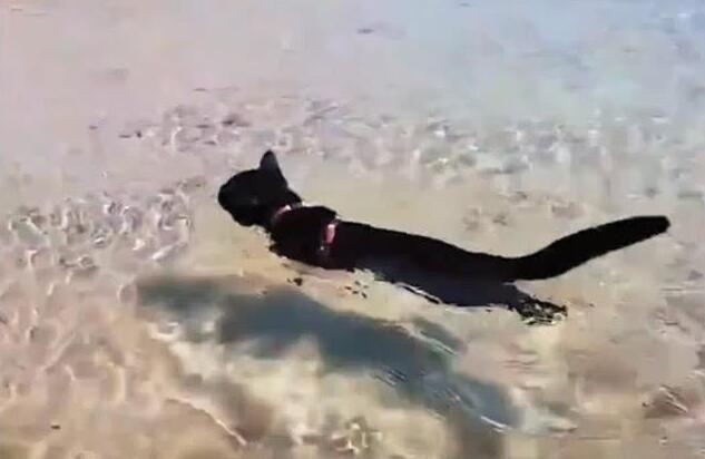 主人淌水过河，黑猫看了一会淡定跟上，姿势把主人笑瘫在岸上！