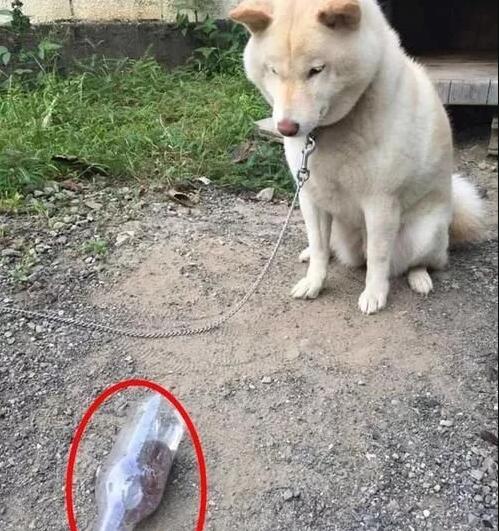 柴犬被毒蛇咬后却爆红网络,工整的四边形狗狗?狗:我开始方了? 柴犬被毒蛇咬后却爆红网络,工整的四边形狗狗?狗:我开始方了?