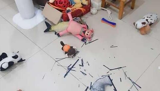 主人下班回家，柴犬笑眯眯地门口迎接，走进门主人却不那么高兴了