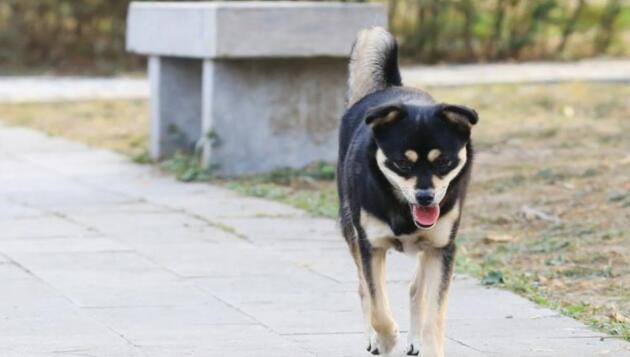 小田园犬被人抛弃,钻进车底不愿出来,眼神迷茫要哭了 小田园犬被人抛弃,钻进车底不愿出来,眼神迷茫要哭了