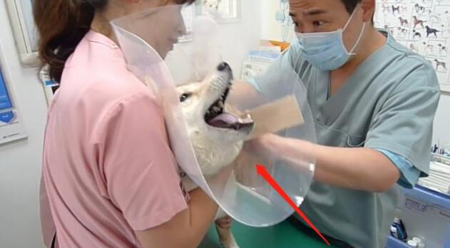 主人骗柴犬去打针,看到医生后态度就变了,狗:我要回家 主人骗柴犬去打针,看到医生后态度就变了,狗:我要回家