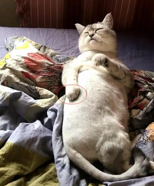 主人淌水过河，黑猫看了一会淡定跟上，姿势把主人笑瘫在岸上！
