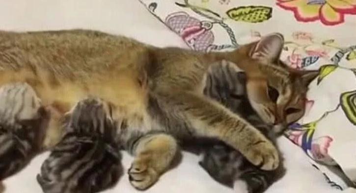 猫妈妈将猫宝推给主人,明白的用意后,主人不厚道笑了 猫妈妈将猫宝推给主人,明白的用意后,主人不厚道笑了