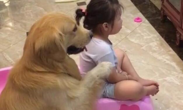 小主人看不了动画片，满脸的不高兴，金毛的举动暖哭了