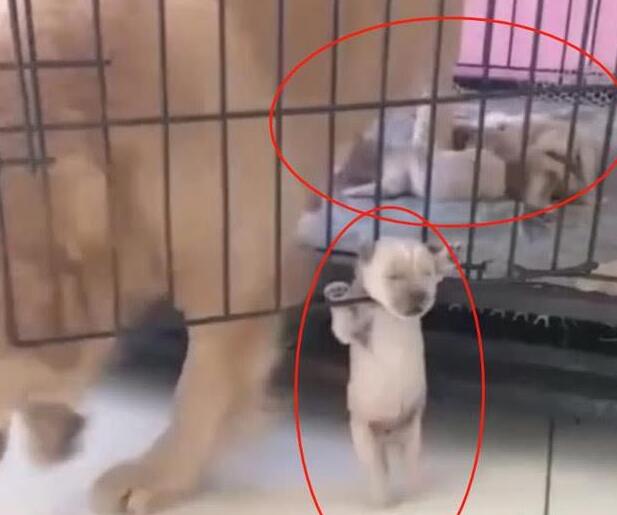 小奶狗贪玩自挂东南枝,狗妈妈:我吃完再来救你 小奶狗贪玩自挂东南枝,狗妈妈:我吃完再来救你