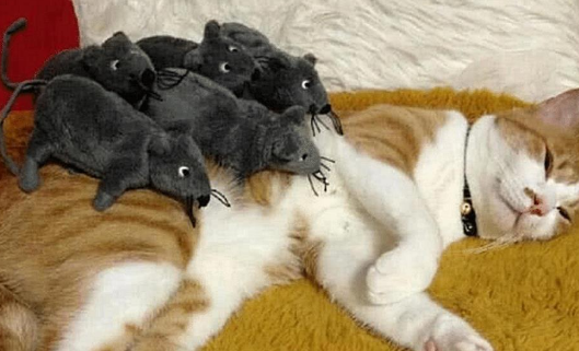 主人趁橘猫熟睡，把老鼠堆在它身上，橘猫被惊醒后，直接愣住了 