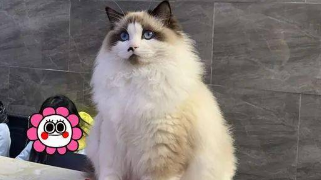 名贵布偶猫，被摆门口当招财猫用，店主：它在打工还债
