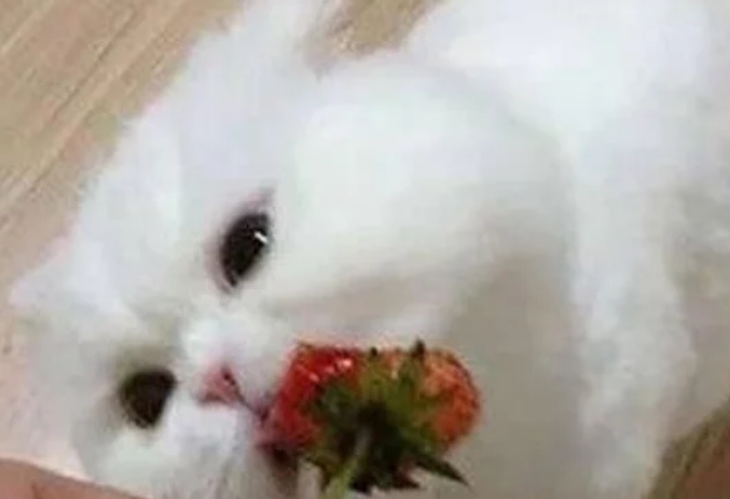 喂猫咪吃了个草莓,结果它的表情萌翻了,网友直呼:想打包带走 喂猫咪吃了个草莓,结果它的表情萌翻了,网友直呼:想打包带走