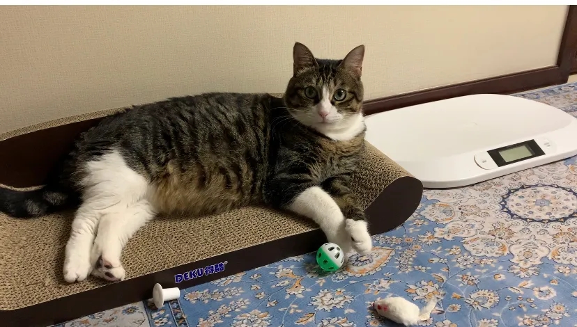 被迫减肥的猫咪 被迫减肥的猫咪