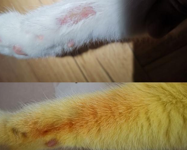 现实版的“猫界皮卡丘”：猫咪感染，主人却用“土方”染了色 