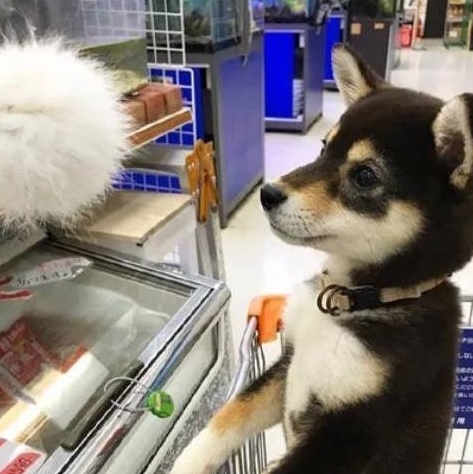被主人带着来超市的柴犬，看到香肠一脸兴奋：妈，我就要买那个！