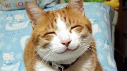 猫咪临时看店，生意却爆火，喵：你只管开店，没有人来算我输