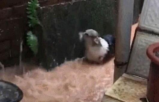 带柯基遛弯遇上暴雨, 狗狗腿太短被卡住了, 狗狗: 我是谁我在哪?