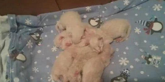 收养了一只怀孕的流浪猫，看到它生的小猫后，女主直呼养不起 