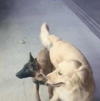 主人让金毛去照看马犬,金毛一脸不愿意,马犬:咋地,委屈你啦? 主人让金毛去照看马犬,金毛一脸不愿意,马犬:咋地,委屈你啦?