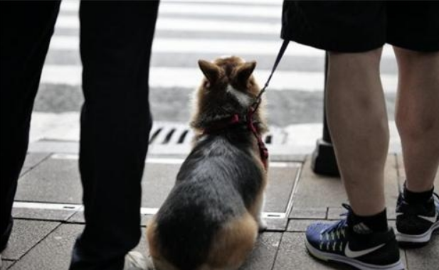 出门遛狗未栓绳,狗狗遭陌生人挑逗将人咬伤,算谁的责任? 出门遛狗未栓绳,狗狗遭陌生人挑逗将人咬伤,算谁的责任?