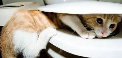 主人下班发现家里变成“水帘洞”，猫猫一脸委屈：你回来太晚了！