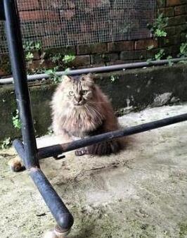 喂了一年的流浪猫不给摸,本以为养不熟,却被它送的礼物感动到了 喂了一年的流浪猫不给摸,本以为养不熟,却被它送的礼物感动到了