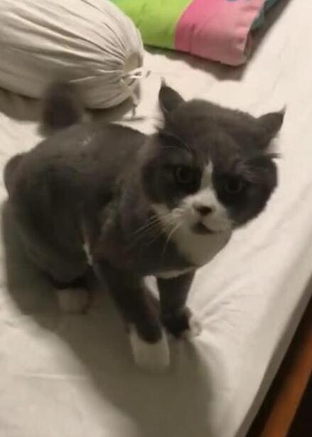 主人阻止猫在房间玩，猫的反应惹笑网友，网友：猫可能有神经病