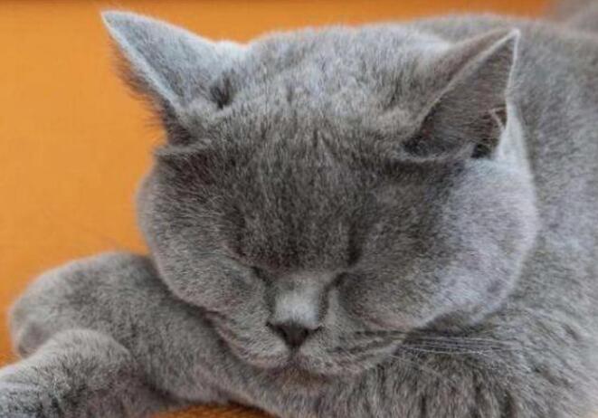 想要养一只蓝猫应该做什么？学会这几点之后，才可能饲养成功哦 