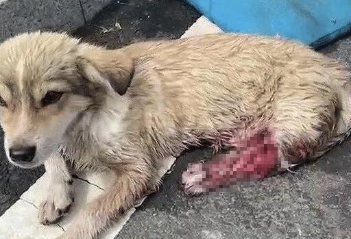 大半夜流浪狗们围成一团吠叫，凑近上前后，看清了泪流不止